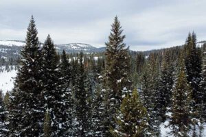 colorado blue spruce