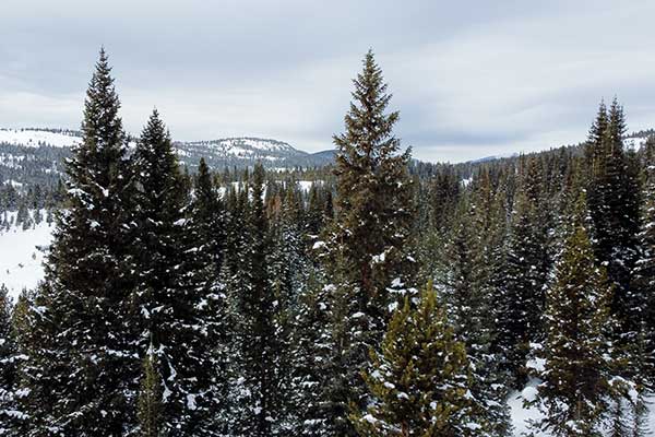 colorado blue spruce