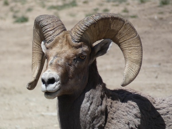 Colorado Big Horn Sheep - Rocky Mountains