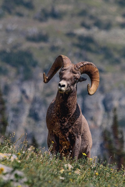 Big Horn Sheep Colorado