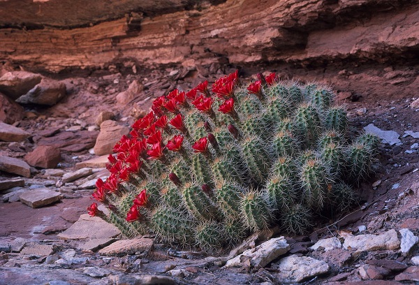 Colorado State Cactus