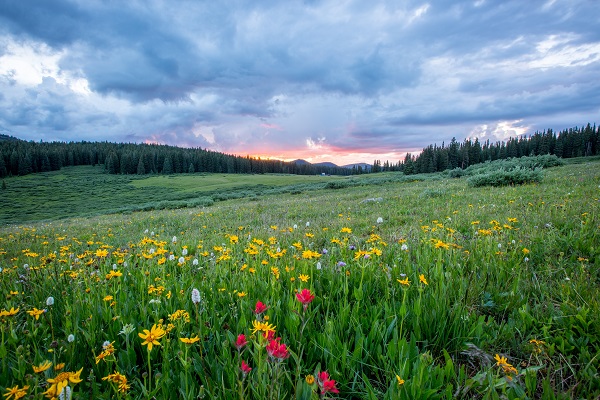 Vail Co Wild Flowers