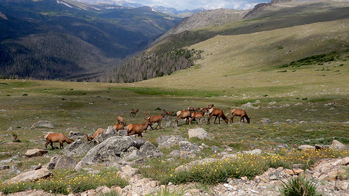 rmnp colorado